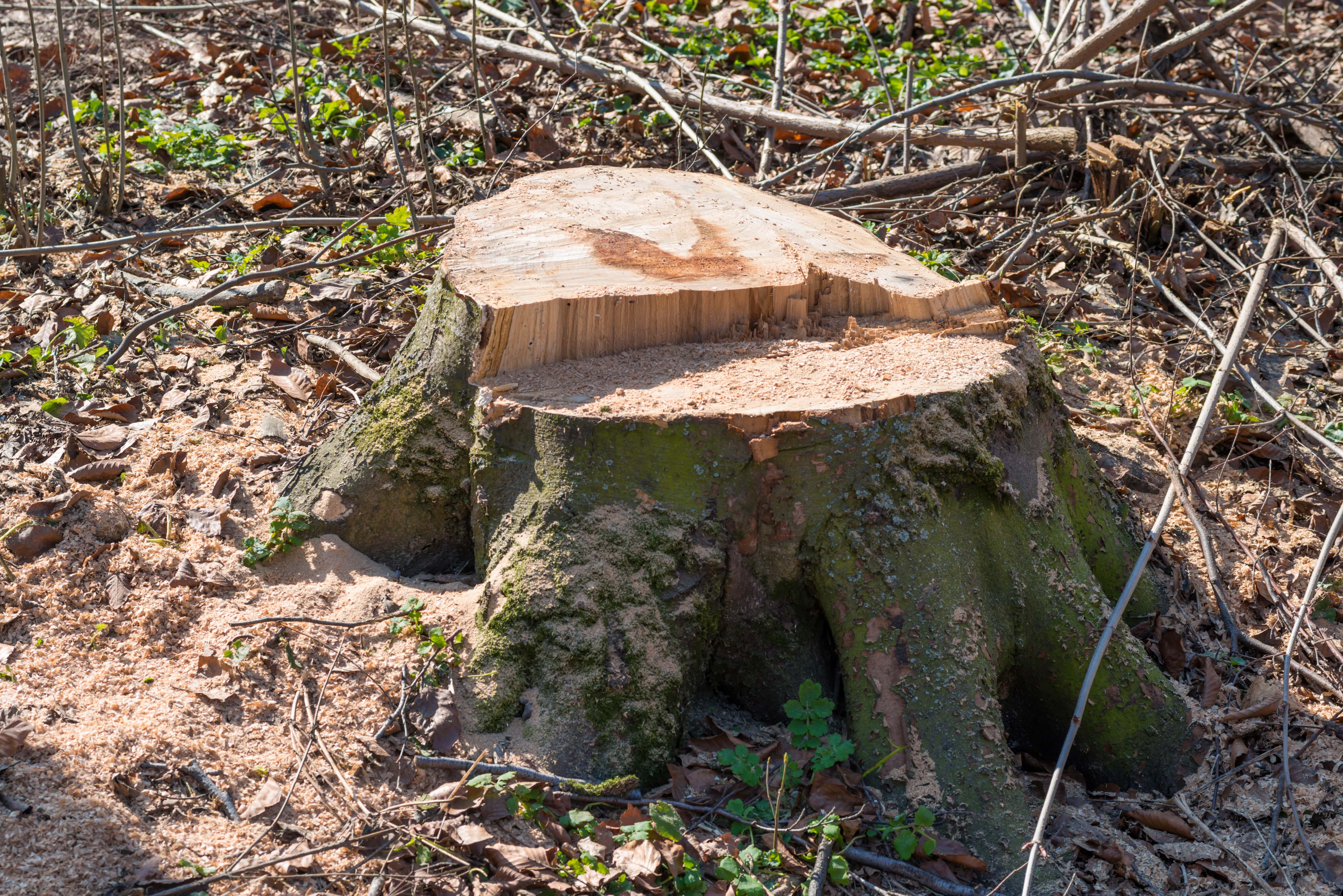 an image of a tree stump