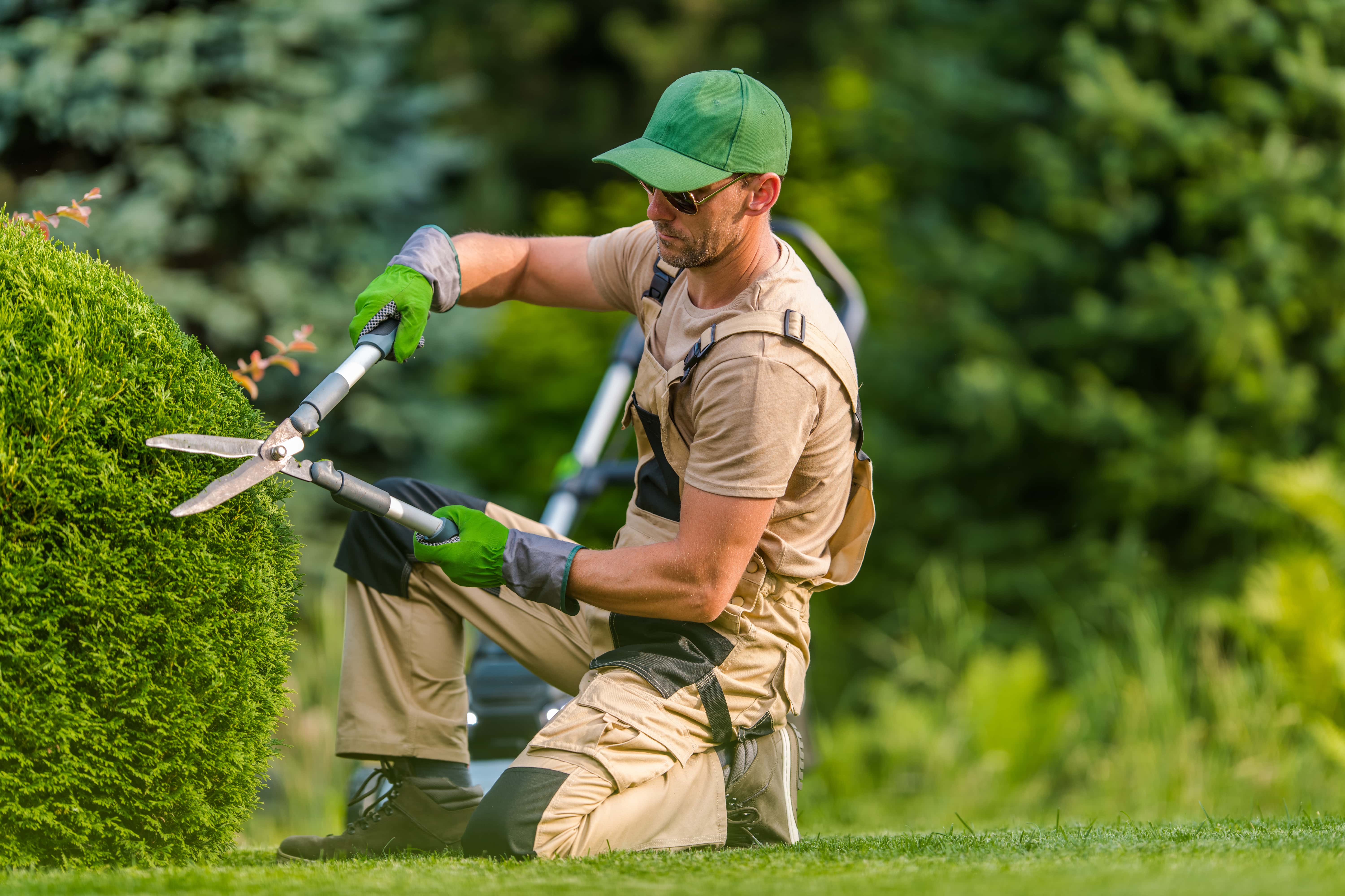 an image of an arborist pruning a hedge