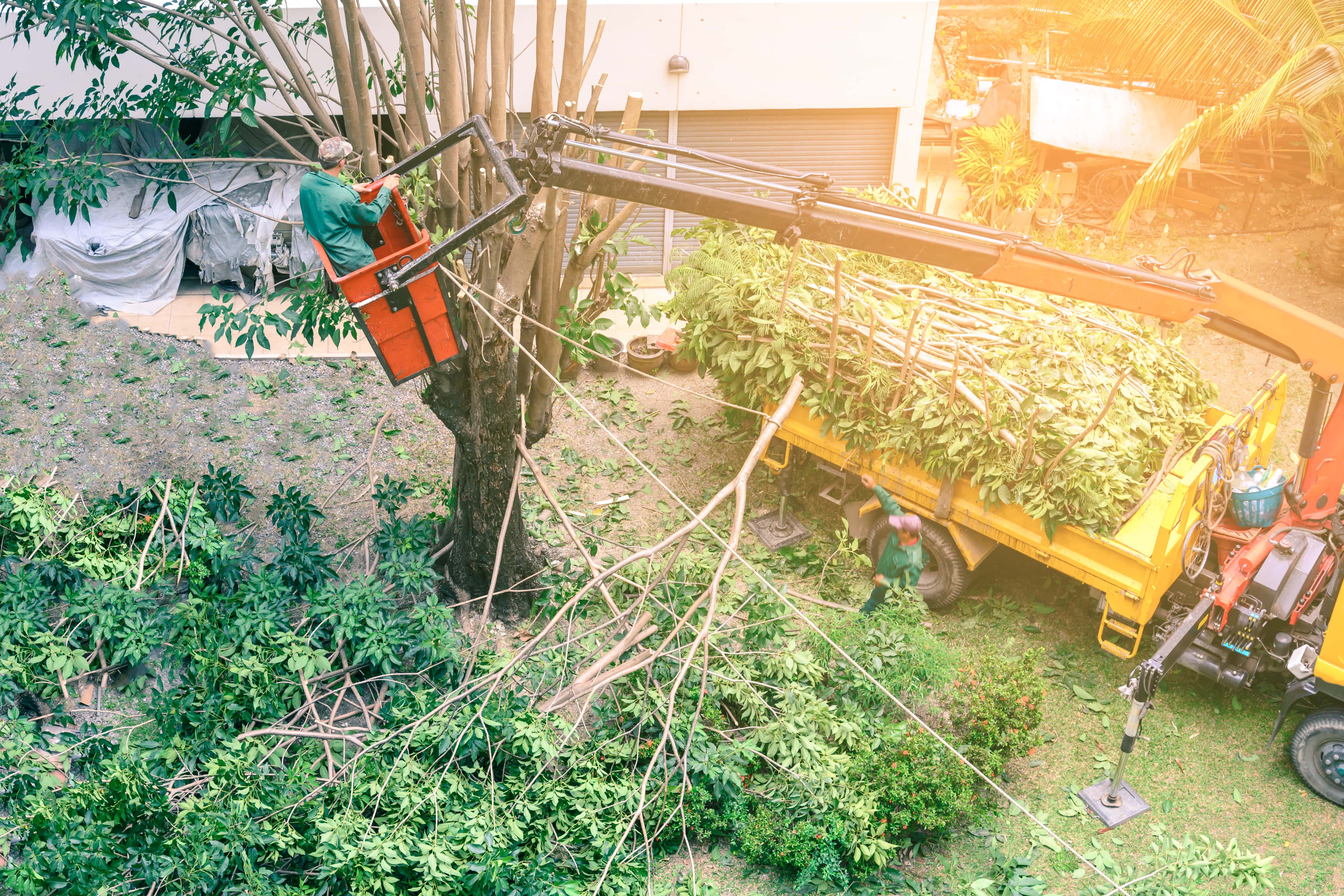 an image of a man in a tree lift cutting down branches