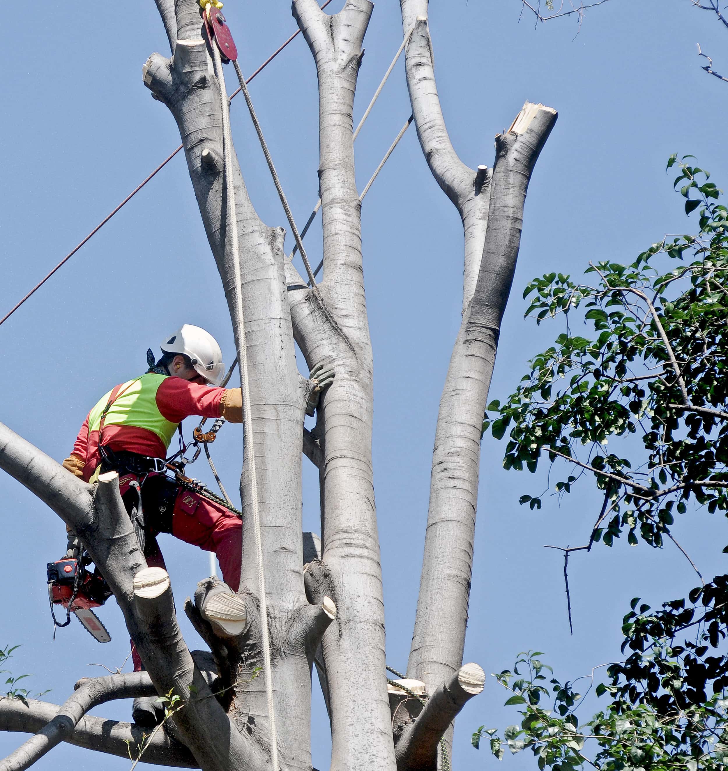 an image of a man climging a tree and cutting down branches